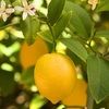 lemonade_time